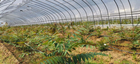 dp��������(�й�)�ٷ���վ